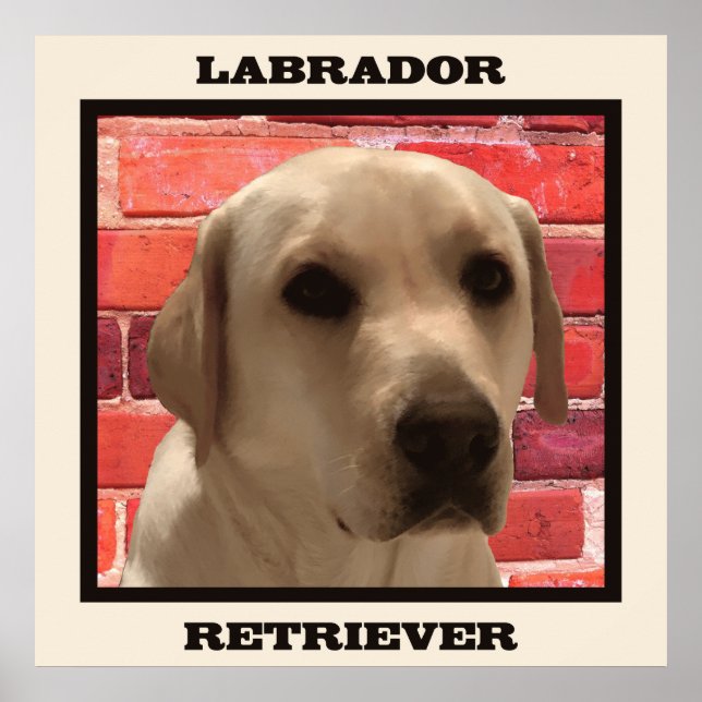Wunderschönes gelbes Labrador Retriever Doster Poster (Vorne)
