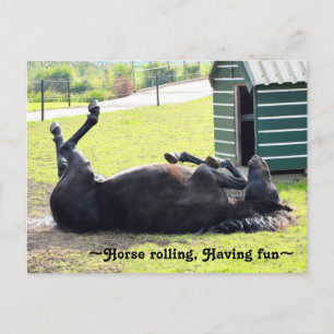 Wunderschönes Pferderollen Postkarte