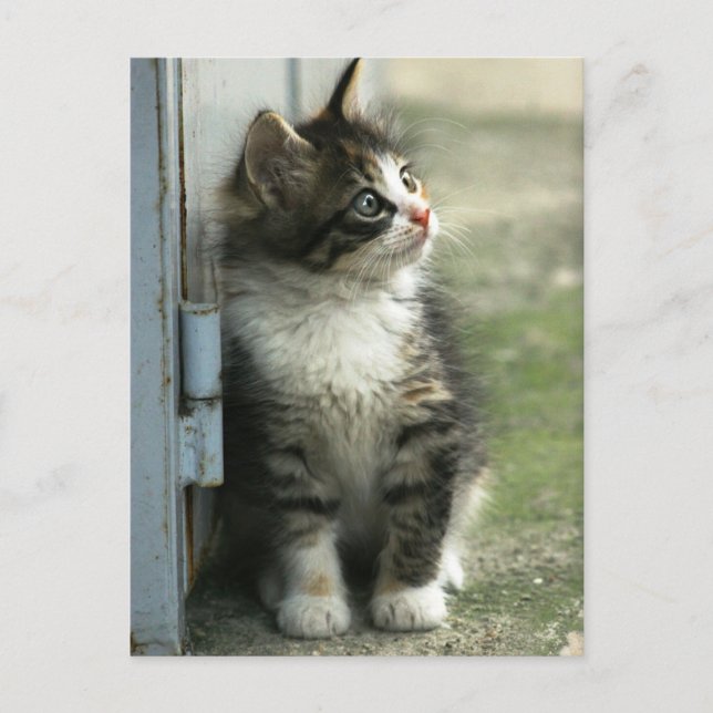 Wunderschönes Tabby-Kätzchendesign - so niedlich! Postkarte (Vorderseite)