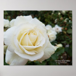 Wunderschönes, weißes Rosa Foto Poster