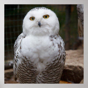 Wunderweißes Owl Poster