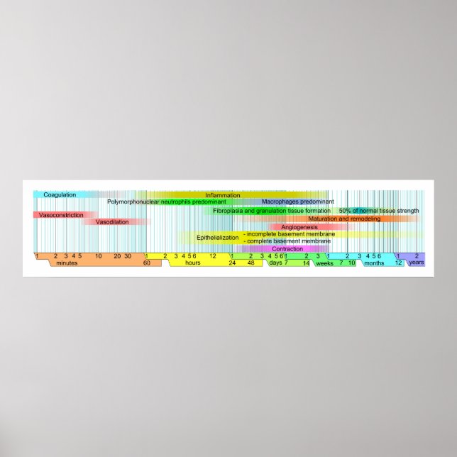 Wundheilphasen-Diagramm Poster (Vorne)