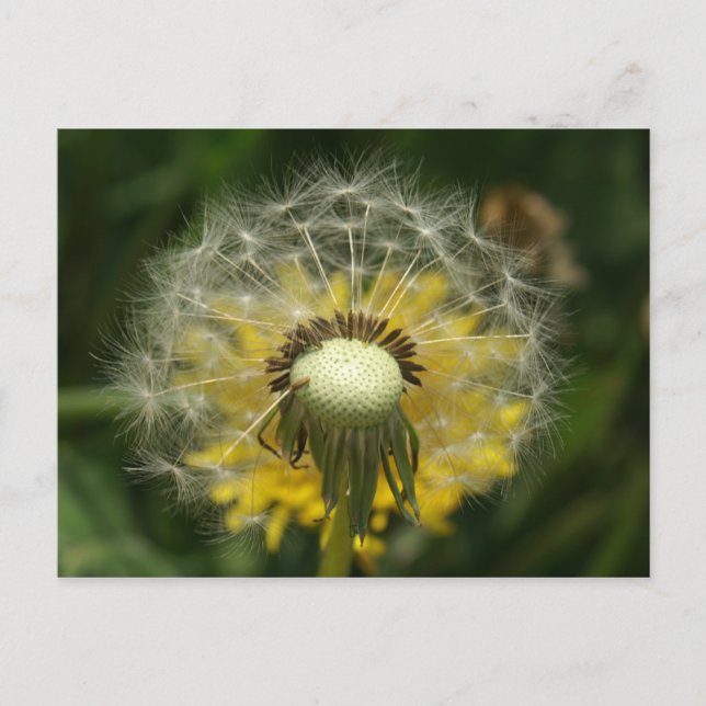 Wünschen Postkarte (Vorderseite)