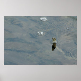 Würfel schlange den Kopf aus Wasser Poster