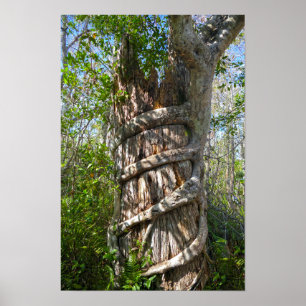Würger-Feige, Big Cypress Swamp, Florida Poster