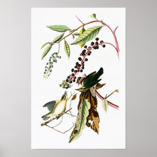 Wurm essen Warbler John Audubon Birds of America Poster
