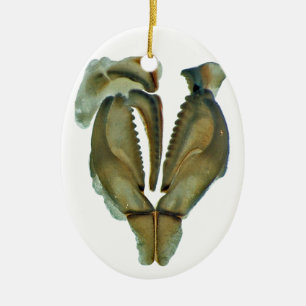 Wurm-Kiefer-ovale Weihnachtsverzierung Keramikornament