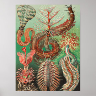 Würmer, Anneliden Chaetopoda von Ernst Haeckel Poster
