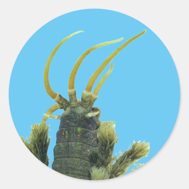 Wurmkleber 1 runder aufkleber (Vorderseite)