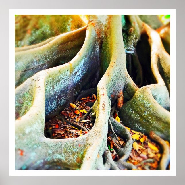 Wurzeln der Moreton-Bucht Poster (Vorne)