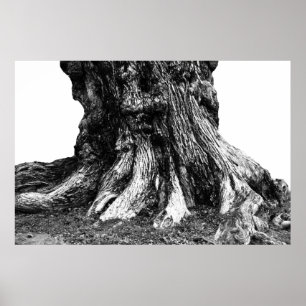 Wurzeln Poster