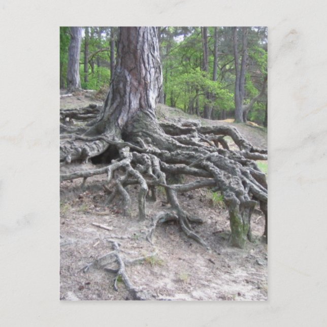 Wurzeln Postkarte (Vorderseite)