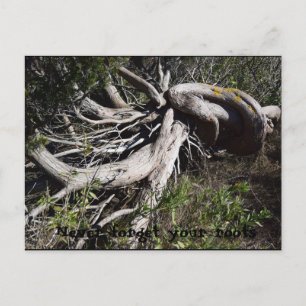Wurzeln Postkarte