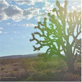 Wüste Beauty Aufkleber