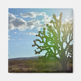 Wüste Beauty Magnet