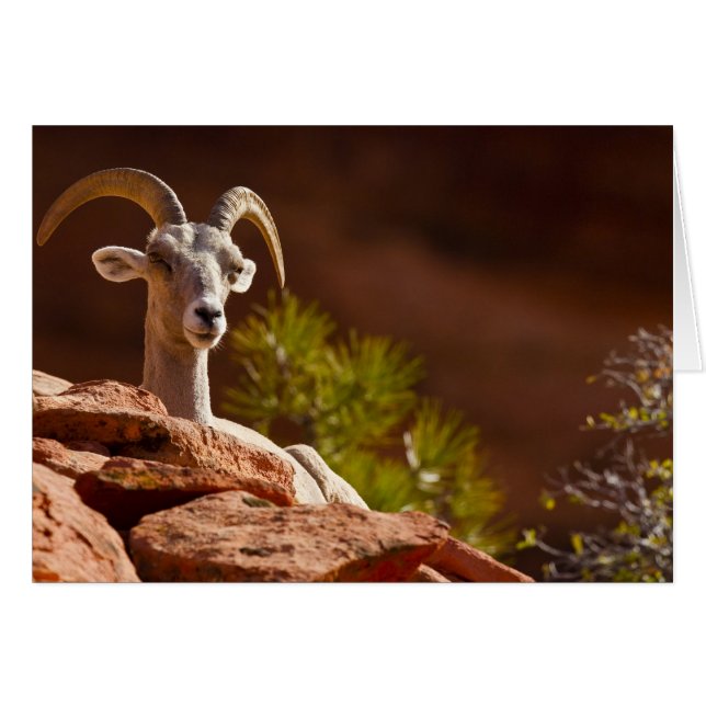Wüste Bighorn Schafe (Ovis canadensis nelsoni). (Vorderseite (Horizontal))