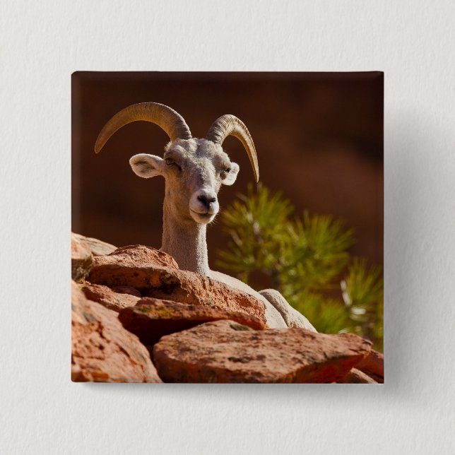 Wüste Bighorn Schafe (Ovis canadensis nelsoni). Button (Vorderseite)