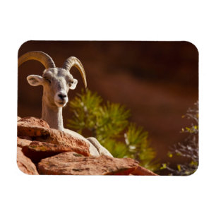 Wüste Bighorn Schafe (Ovis canadensis nelsoni). Magnet
