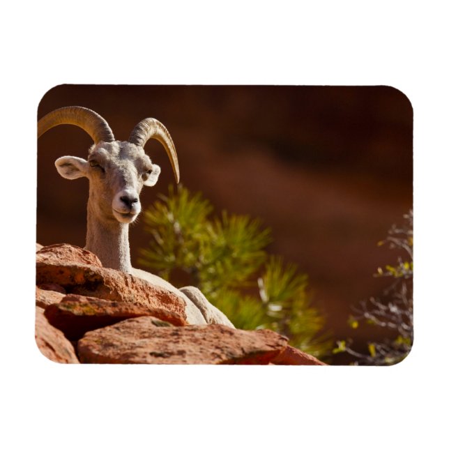 Wüste Bighorn Schafe (Ovis canadensis nelsoni). Magnet (Horizontal)