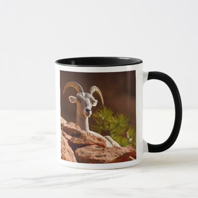 Wüste Bighorn Schafe (Ovis canadensis nelsoni). Tasse (Rechts)