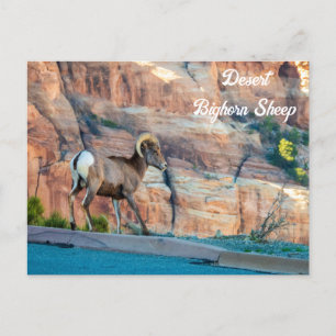 Wüste Bighorn Sheep Postkarte