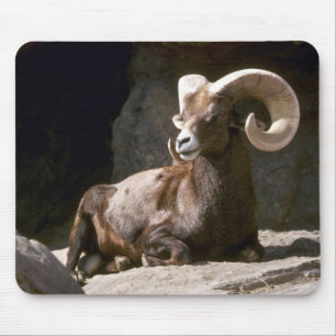 Wüste Bighornschafe (erwachsenes RAM gebettet Mousepad