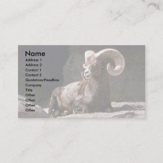 Wüste Bighornschafe (erwachsenes RAM gebettet Visitenkarte