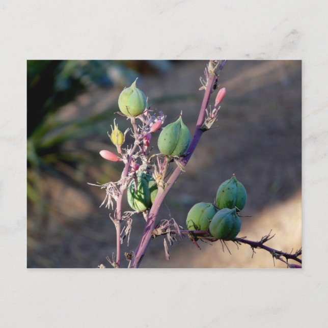 Wüste Blume Postkarte (Vorderseite)