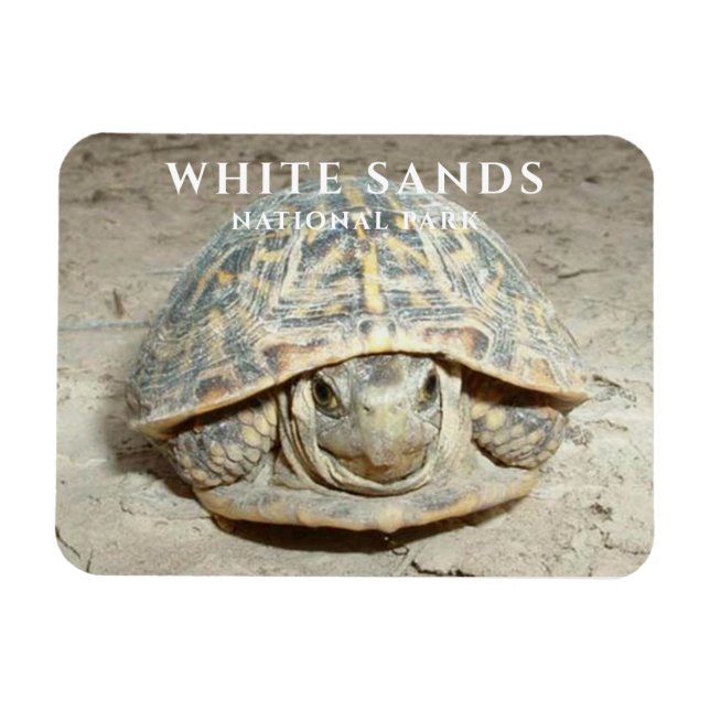 Wüste Box Turtle White Sands Nationalpark Magnet (Horizontal)