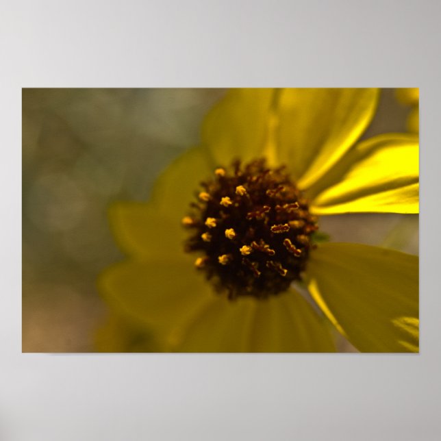 Wüste Bretlebrush in Bloom Poster (Vorne)