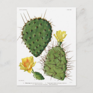 Wüste Cactus Pflanze Pattern Vintag Postkarte