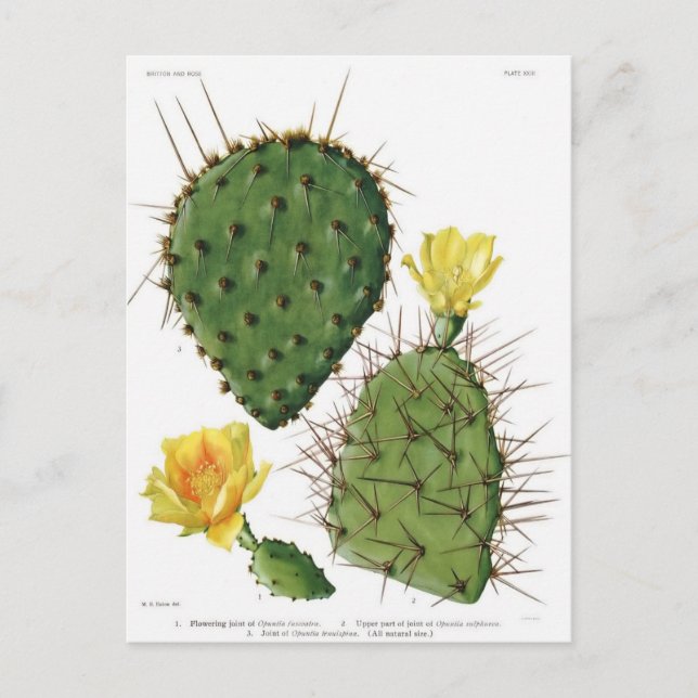 Wüste Cactus Pflanze Pattern Vintag Postkarte (Vorderseite)