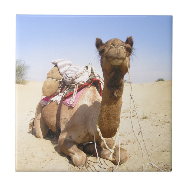 Wüste Camel Naher Osten Liebe Natur Schicksal Fliese (Vorderseite)