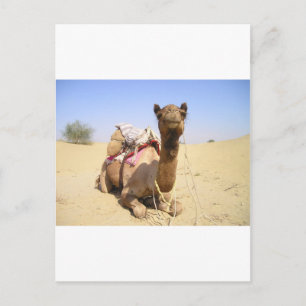 Wüste Camel Naher Osten Liebe Natur Schicksal Postkarte