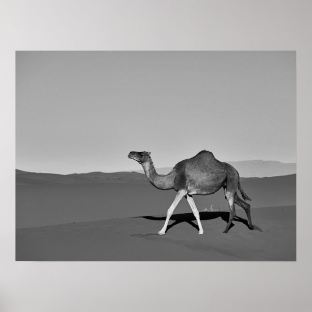 Wüste Camel Walking Black and White Poster (Vorne)