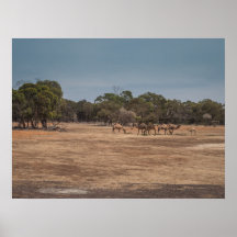 Wüste Camels Grazing in Australian Outback