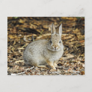 Wüste Cottontail Postkarte
