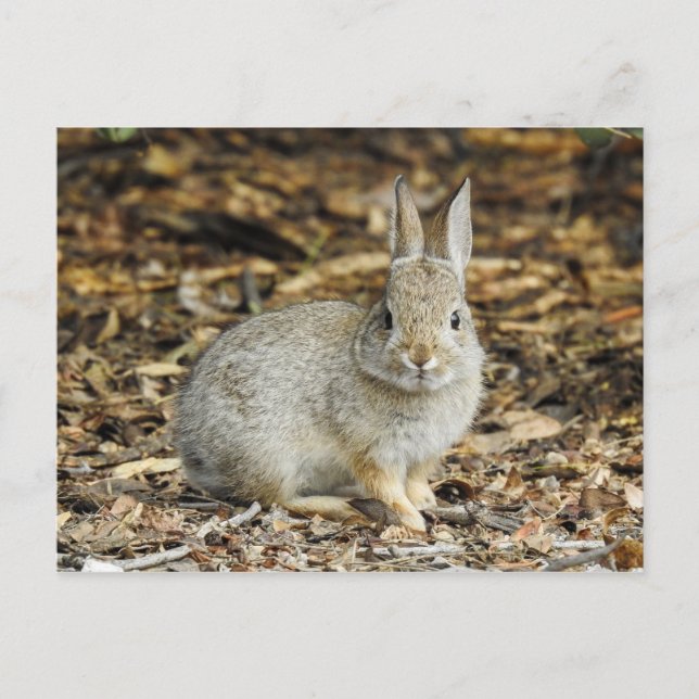 Wüste Cottontail Postkarte (Vorderseite)