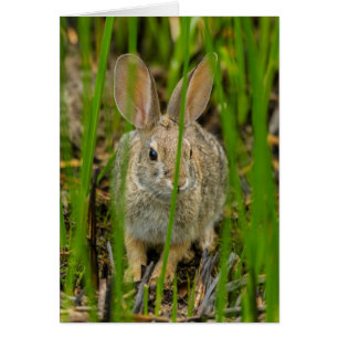 Wüste Cottontail Rabbit