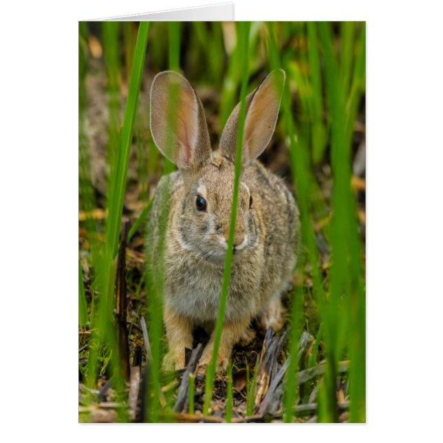 Wüste Cottontail Rabbit (Vorne)