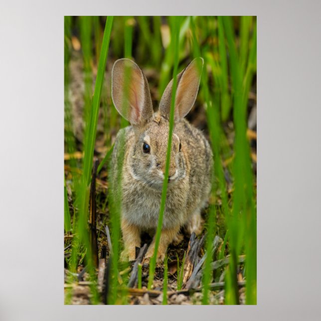 Wüste Cottontail Rabbit Poster (Vorne)