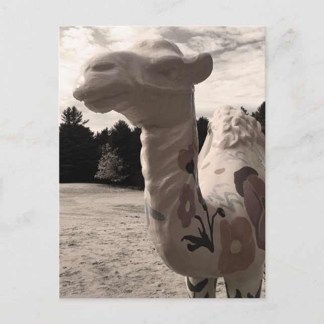 Wüste der Maine Postkarte (Vorderseite)