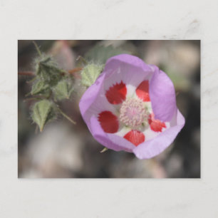 Wüste Fünf-Sterne-Postkarte Postkarte