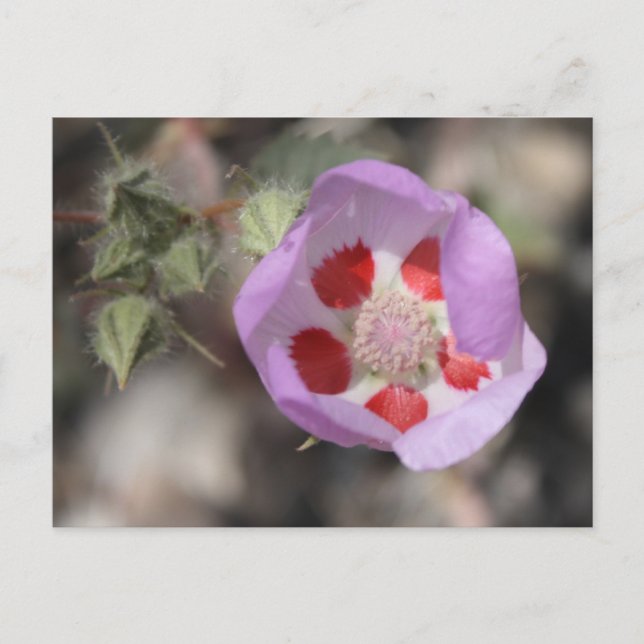 Wüste Fünf-Sterne-Postkarte Postkarte (Vorderseite)