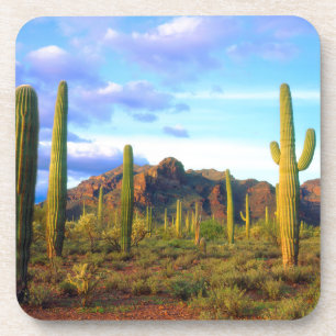 Wüste im Frühling Untersetzer