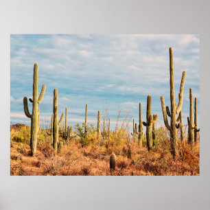 Wüste mit Saguaro cacti Poster
