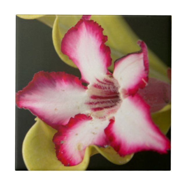 Wüste-Rose (Adenium Obesum), Südafrika Fliese (Vorderseite)