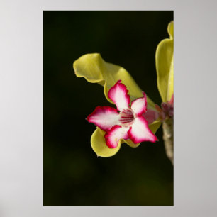 Wüste-Rose (Adenium Obesum), Südafrika Poster
