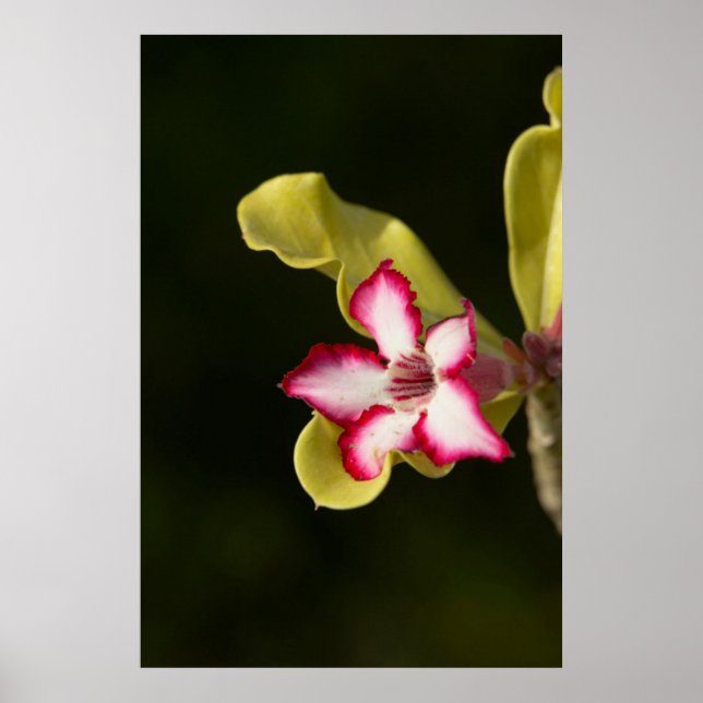 Wüste-Rose (Adenium Obesum), Südafrika Poster (Vorne)
