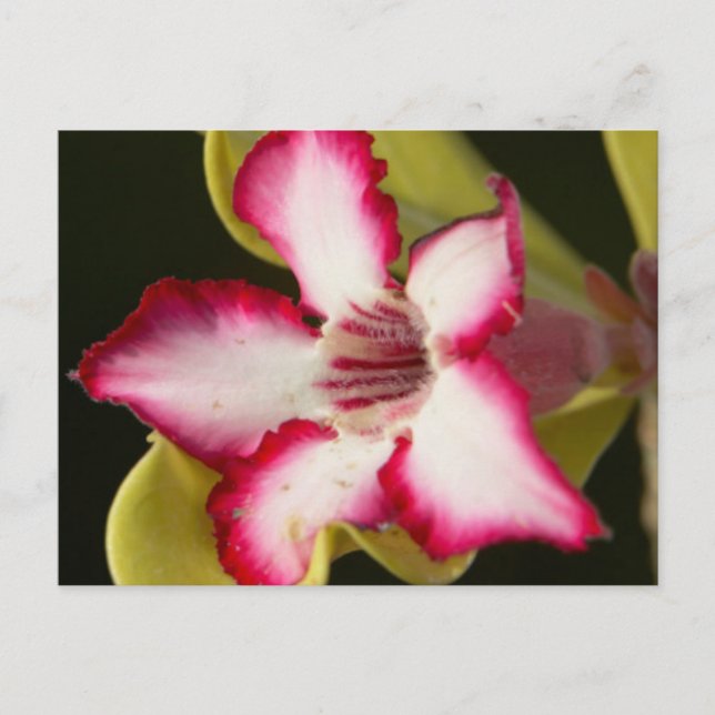Wüste-Rose (Adenium Obesum), Südafrika Postkarte (Vorderseite)